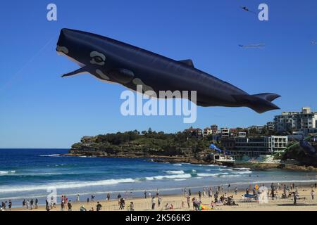 Whale kite at Bondi Beach in Sydney, Australia Stock Photo