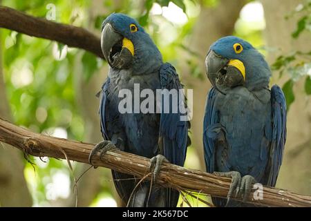 A closeup shot of two Hyacinth macaws sitting on a tree branch Stock Photo