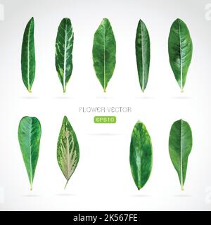 Vector image of leaves on white background. Vector. Easy editable layered vector illustration. Stock Vector