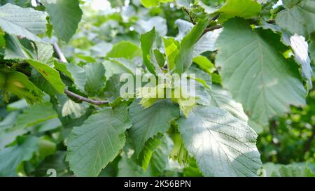 Hazelnut tree and hazelnuts on the tree. Stock Photo