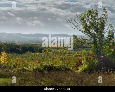 A shadowed tree stands on a hilltop, overlooking a woodland filled valley in bright sunlight, ahead of a misty hill range and an overcast sky. Stock Photo