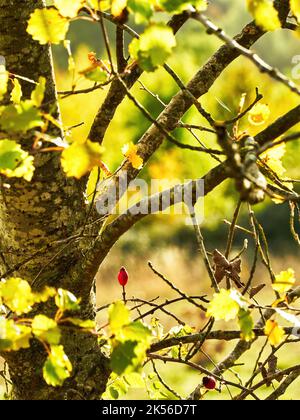 A single rich, red rose hip in bright sunlight, framed by the branches and autumnal leaves of a tree, against a defocused background. Stock Photo