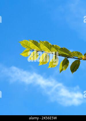 Strong autumn sunlight shines through the leaves of an isolated beech branch, which echos the form of a wispy cloud in the otherwise bright blue sky. Stock Photo