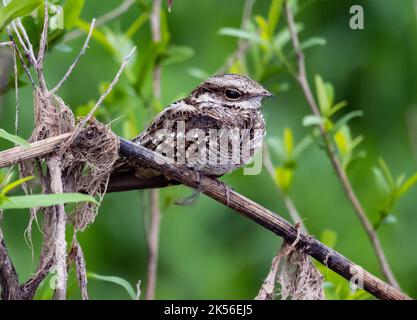 A Ladder-tailed Nightjar (Hydropsalis climacocerca) perched on a stick. Amazonas, Brazil. Stock Photo