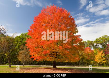Sugar Maple in Autumn at Willow River State Park, Wisconsin Stock Photo