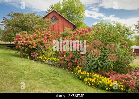 Red Hydrangea hedge in Autumn with red barn backdrop and blue sky. Stock Photo