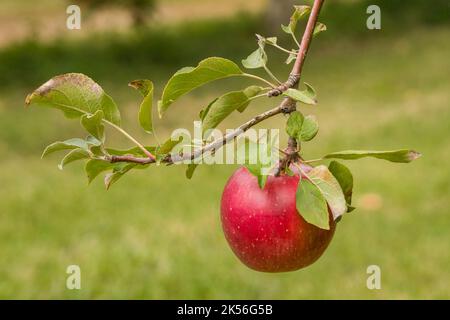Single red apple hanging from vine with green leaves. Stock Photo