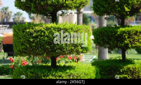 Green trimmed bush city decoration close up Stock Photo Alamy
