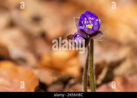 Close up image of the common hepatica, fresh blue flowers growing in the woodland on a springtime. Dry orange and brown leaves in the background. Stock Photo
