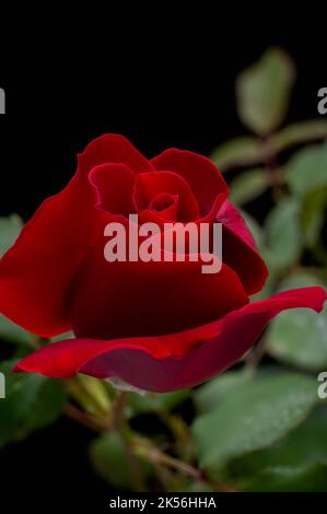close-up of fresh red rose with leaves isolated on black, soft-focus background Stock Photo