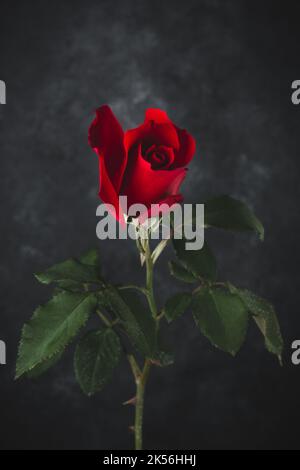 fresh red rose with leaves isolated on black textured background Stock Photo