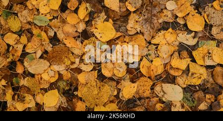 Minimalistic autumn horizontal banner. Many different yellow and orange fallen leaves close up, top view. Concept of nature in autumn without people. Stock Photo