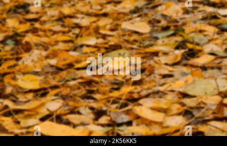 Concept of nature in fall without people. Empty space for inscription. Minimalistic blurry autumn horizontal banner. Many different yellow and orange Stock Photo