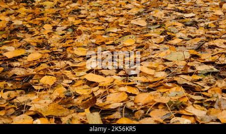 Concept of nature in fall without people. Empty space for inscription. Colorful October in detail. Minimalistic autumn horizontal banner. Many differe Stock Photo