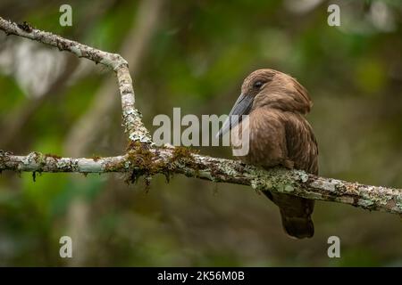 Hamerkop perched on a mossy branch Stock Photo