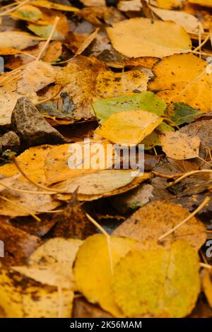 Concept of nature in fall without people. Empty space for inscription. Colorful October in detail. Minimalistic autumn vertical banner. Many different Stock Photo