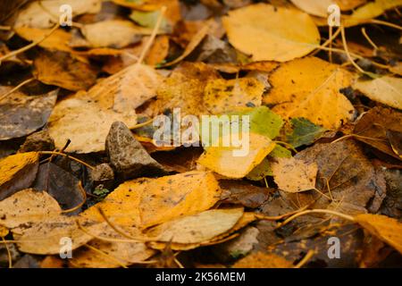 Concept of nature in fall without people. Empty space for inscription. Colorful October in detail. Minimalistic autumn horizontal banner. Many differe Stock Photo