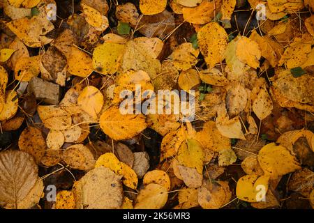Minimalistic autumn horizontal banner. Many different yellow and orange fallen leaves close up, top view. Concept of nature in autumn without people. Stock Photo