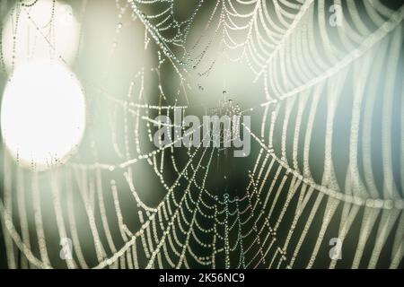 Spider web details with morning dew drops in close up in the beautiful morning light Stock Photo