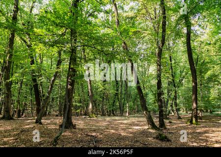 Image of the Hoia Baciu forest, one of the most haunted forest in the world in  Cluj-Napoca, Transylvania, Romania Stock Photo