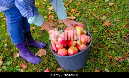 A woman picks apples in a bucket. Black bucket with natural red apples on green grass background. A whole bucket of red apples. Stock Photo