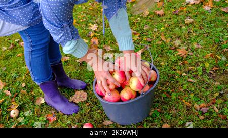 A woman picks apples in a bucket. Black bucket with natural red apples on green grass background. A whole bucket of red apples. Stock Photo