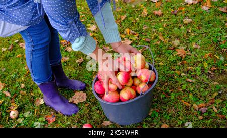 A woman picks apples in a bucket. Black bucket with natural red apples on green grass background. A whole bucket of red apples. Stock Photo
