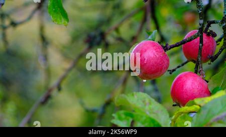 three apples in a orchard organic fruits with water drops dew natural nutrition food. Stock Photo