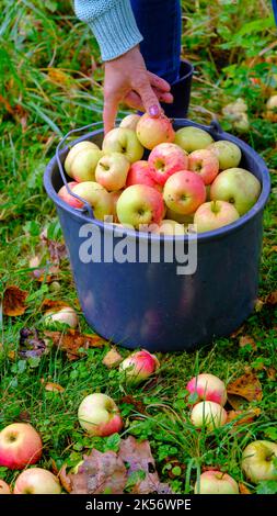 A woman picks apples in a bucket. Black bucket with natural red apples on green grass background. A whole bucket of red apples. Stock Photo