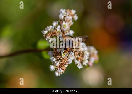 volucella pellucens the pellucid fly a hoverfly on flowers of buckwheat fagopyrum esculentum plant Stock Photo