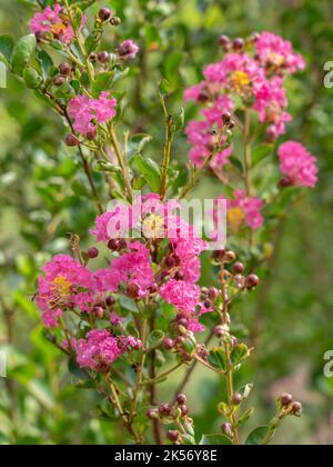 Closeup view of pink lagerstroemia indica or crape myrtle flowers in garden on natural background Stock Photo