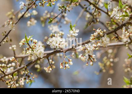Partial closeup view of wild cherry tree blossoms just opening up on branches in early springtime on a bright sunny day Stock Photo