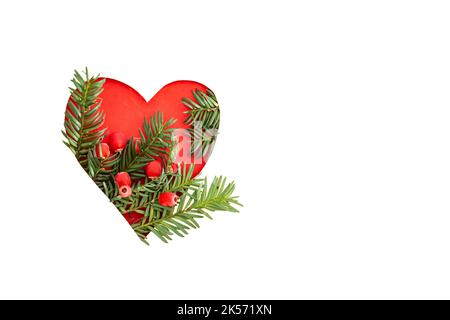 Tisa ,Taxus baccata tree branches, arranged coming out from a heart shape cut out frame on red background. Stock Photo