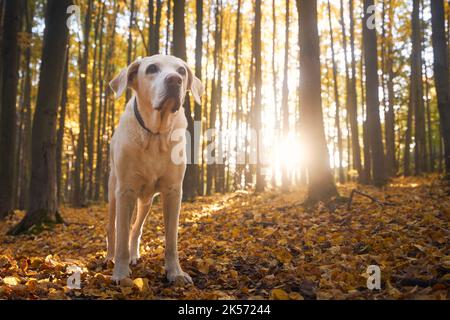 Portrait of old dog in fallen leaves. Labrador retriver during walk in autumn forest. Stock Photo