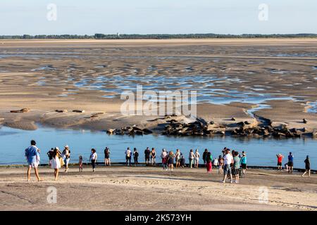 France, Pas de Calais, Berck sur Mer, Bay of Authie, seals at low tide on the sand, tourists observing mammals from the pier Stock Photo