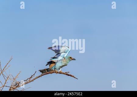 Kenya, Tsavo East national park, european roller (Coracias garrulus), hunting Stock Photo