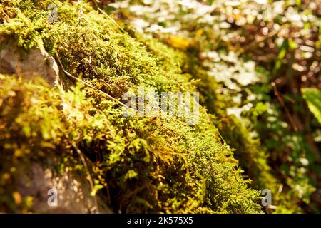 Sunlit green and yellow moss on the ground in the forest. Abstract nature backgrounds Stock Photo