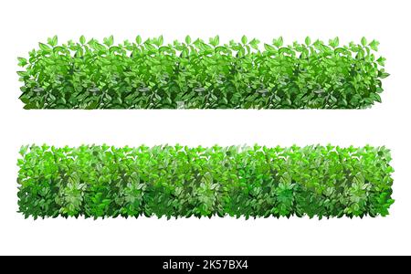 Realistic garden shrub, seasonal bush, boxwood, tree crown bush foliage.Ornamental green plant in the form of a hedge.For decorate of a park, a garden or a green fence. Stock Vector