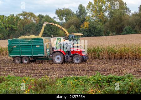 Worker Forager Forage harvester on maize cutting for silage in field with container ...