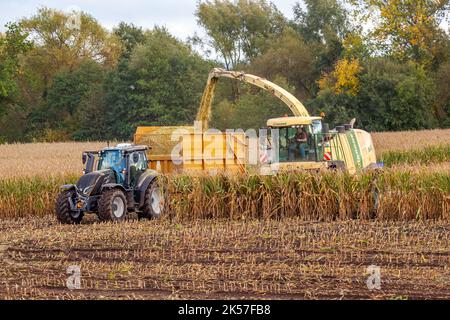 Farmer agricultural contractor farm  worker using Krone Big X 700 - Self-Propelled Forage Harvester ,harvesting and cutting maize in the autumn Stock Photo