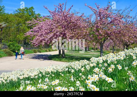 France, Paris, bois de Vincennes, floral park, japonese cherry trees (Prunus serrulata) in blossom and daffodils (Narcissus sp.) Stock Photo