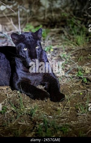 Kenya, Laikipia County, Extremely rare photo of a Black Panther or African Black Leopard (Panthera pardus pardus), melanistic form, evolving at night in dry shrubby savannah, very special leopard subspecies,Body partially digitally cleaned Stock Photo