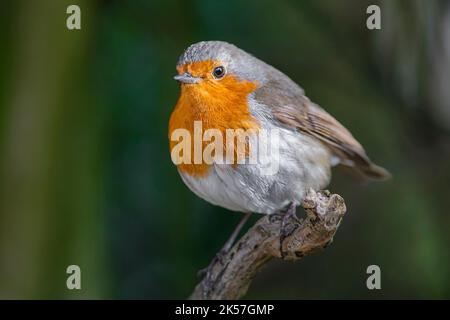 France, Eure, near Pont-Audemer, garden birds, passeriform, Muscicapidae, European Robin (Erithacus rubecula) Stock Photo