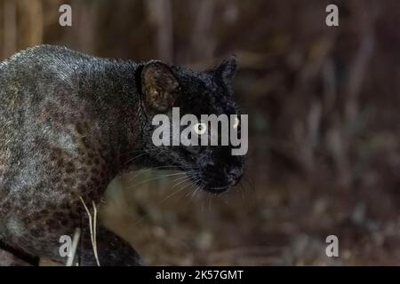 Kenya, Laikipia County, Extremely rare photo of a Black Panther or African Black Leopard (Panthera pardus pardus), melanistic form, evolving at night in dry shrubby savannah, very special leopard subspecies Stock Photo