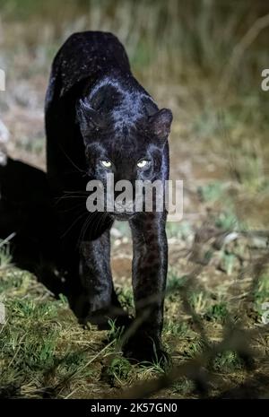 Kenya, Laikipia County, Extremely rare photo of a Black Panther or African Black Leopard (Panthera pardus pardus), melanistic form, evolving at night in dry shrubby savannah, very special leopard subspecies,Body partially digitally cleaned Stock Photo