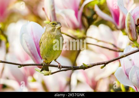 France, Eure, near Pont-Audemer, garden birds, passeriform, male European Greenfinch (Carduelis chloris) on a flowering magnolia branch Stock Photo