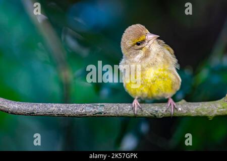 France, Eure, near Pont-Audemer, garden birds, passerine, close-up of ...