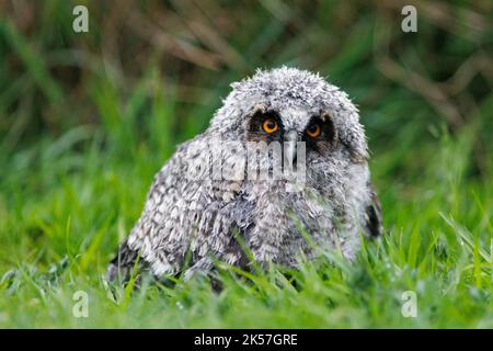 France, Eure, near Pont-Audemer, Long-eared owl (Asio otus), chick having left the nest, lost on the ground Stock Photo
