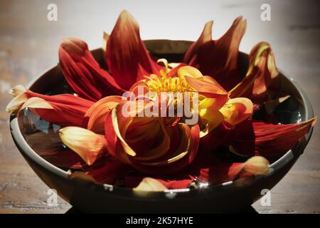 Dahlia 'Bodacious' flower blossom floating in a bowl of water. Stock Photo