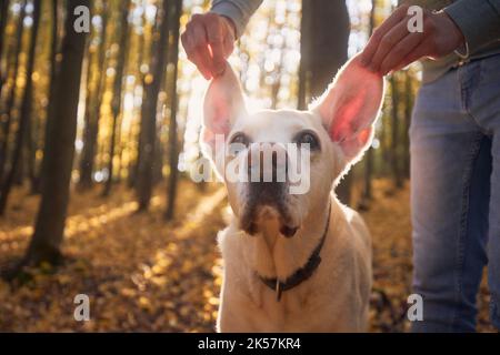 Man raising ears his dog. Funny portrait of old labrador retriver in autumn forest. Stock Photo